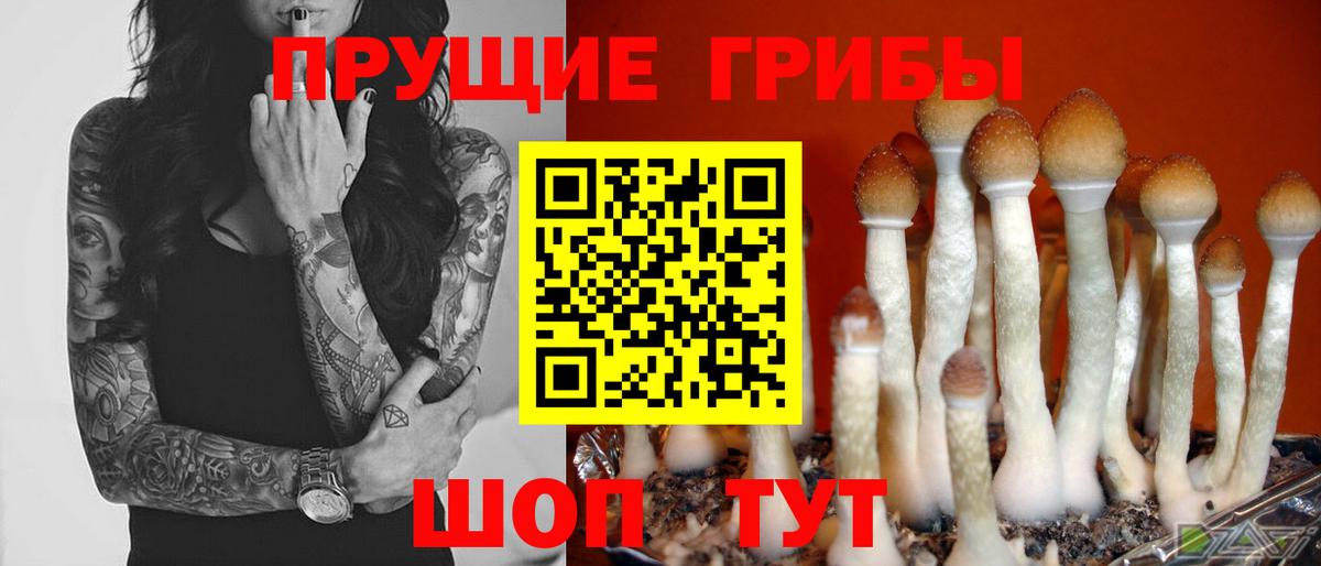 Псилоцибиновые грибы GOLDEN TEACHER  Вход с VPN  Черняховск 